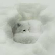 arcticfox